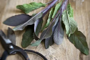 Herb Prints: Freshly cut sprig of purple sage leaves on old wooden surface, with Japanese scissors