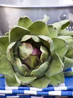 Vegetables Collection: Freshly picked globe artichokes, with metal colander. credit: Marie-Louise Avery