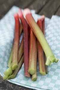Green Prints: Freshly picked rhubarb stems on tea towel on garden table credit: Marie-Louise