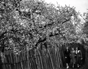 Fifties Prints: three friends walking down a popular footpath which runs through a cherry blossom