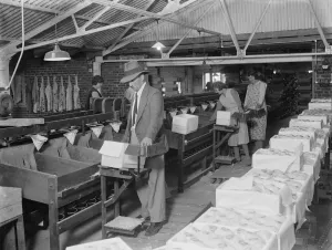 Fruit packing at Thomas Neame fruit farm, Faversham, Kent. 1935