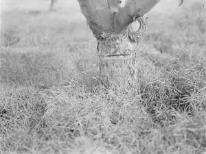 Orchard Prints: Fruit tree protection. 1939