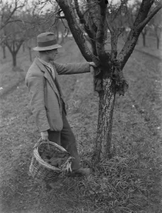 Fruit Prints: Fruit tree protection. A farmer is setting up an insect trap on a tree