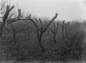 Orchard Prints: Fruit trees, grafted. 1935