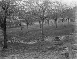 Fruit Prints: Fruit trees in an orchard. 1937