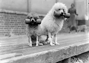 Cute Collection: Funny weightlifting poodles! The Associated Sheep, Police and Army Dog Society s
