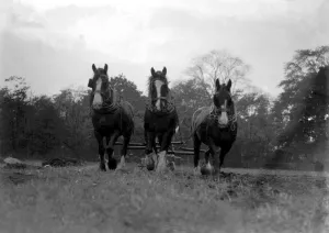 Furrowing. 1933