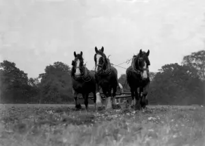 Ploughing Prints: Furrowing. 1933