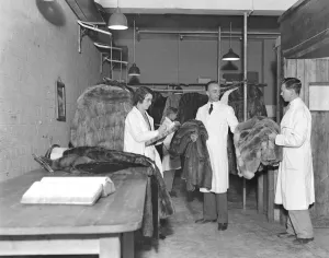 Department Store Prints: Furs in cold storage at Harrods, where over 5, 000 valuables of a gross value of a