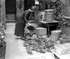 Meat Prints: Game for wounded soldiers - sorting them at Pickering Place