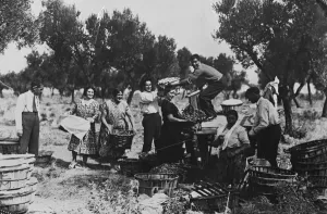 Picture Library Prints: Gathering fruit for the wine harvest in Spain in province of Navarra