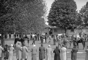 Gatwick Racecourse, Sussex, England. A pictursque scene in the paddock at Gatwick