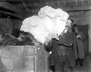 Feathers Prints: £170, 000 worth of feathers