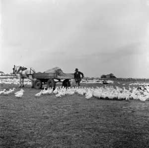 Flock Prints: geese. 1936