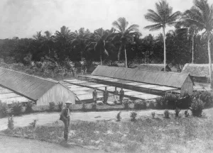 German East Africa Nuala, A drying ground on a copra estate August 1921