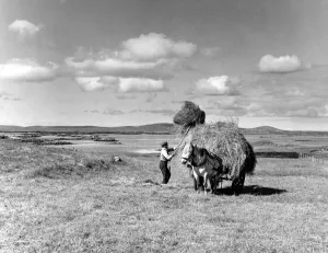Getting in the hay crop in the Hebrides. Southern farmers may grumple about the weather
