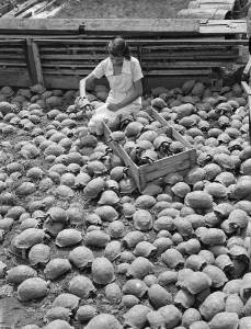 A girl packing a crate of tortoises for dispatch from the Alperton, Middlesex farm