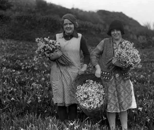 Girls Prints: Girls with baskets full of the spring flower harvest ( narcissi ) at Mousehole
