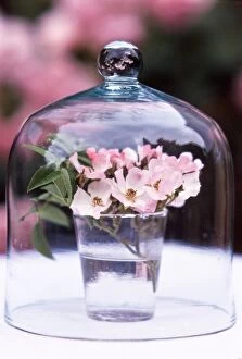 Flowers Collection: Glass of pink single petalled dog roses displayed under glass dome credit: Marie-Louise