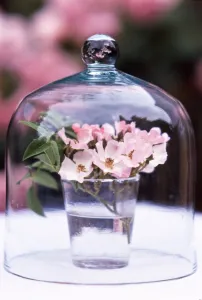 Decorative Prints: Glass of pink single petalled dog roses displayed under glass dome credit: Marie-Louise