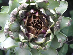 Vegetable Collection: Globe artichoke growing. The Globe artichoke (Cynara scolymus) is a species of thistle