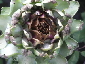 Classic Prints: Globe artichoke growing. The Globe artichoke (Cynara scolymus) is a species of thistle