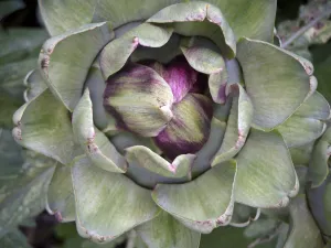 Globe artichoke growing. The Globe artichoke (Cynara scolymus) is a species of thistle