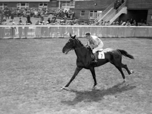 Gallop Prints: Goodwood Sussex England St Quintus 1938 A TopFoto
