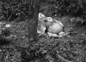 Cross Prints: Goose sitting on her on nest full of eggs. 1935