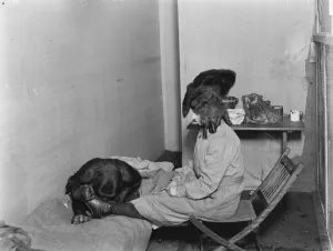 The only gorilla in captivity at the Olympia. 2 January 1920