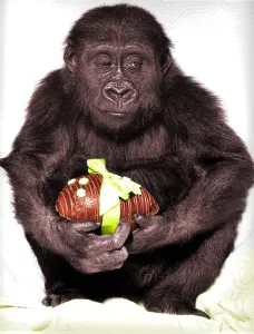 Gorilla with easter egg