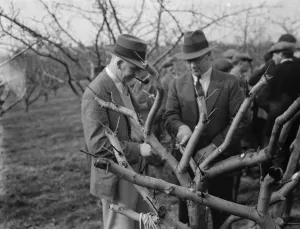 Grafting demonstrations. 1935
