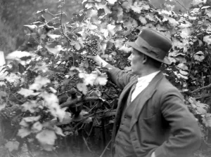 Garden Prints: Grape vine in Stepney, London. 1933