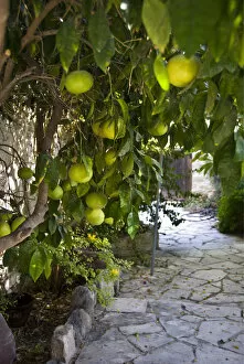 Fruits Collection: Grapefruits growing in courtyar of house in Psematismenos, Cyprus credit: Marie-Louise