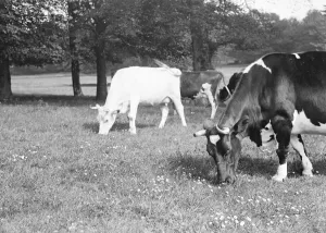 Animal Prints: Grazing cows in a buttercup field. 1939