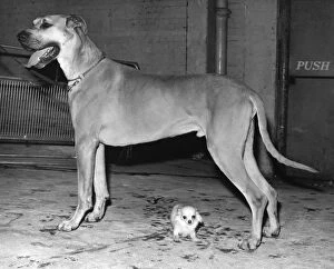 Funny Collection: Great Dane & Chihuahua, the largest and smallest breeds at Crufts 10th February