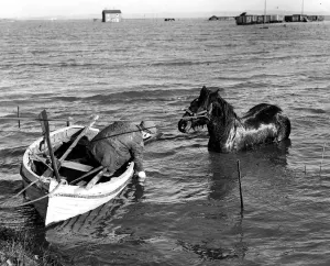 The Great Flood Rescue of a horse which had been standing in the water for days near