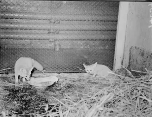 Greedy!. A Fennec Fox, native of North America