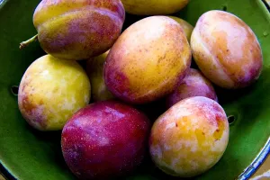 Fruits Prints: Green pottery bowl of freshly gathered Victoria plums credit: Marie-Louise Avery