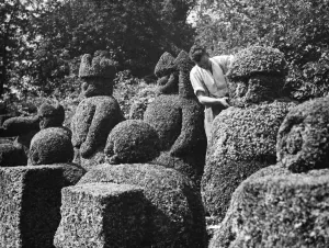 A groundsman trims the topiary figures at Hever Castle. 1938