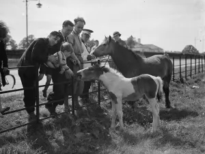 Fence Prints: A group feeds a mare and colt in a field by the side of a road in Eltham, Kent. 1938
