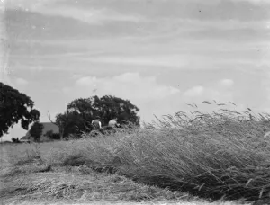 Farm Workers Prints: Growing hay in a field. 1937