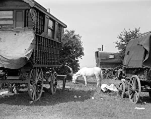 Field Collection: Gypsy caravans parked on Epsom Downs during the Epsom Races. Late 1940s, early 1950s