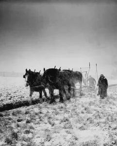Farmer Prints: The hard winter of 1947 ploughing