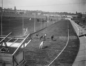 In full cry after the hare. A unusual photograph showing greyhounds in pursuit of the hare