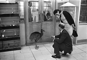 Shopping Prints: In Harrods a Cassowary ( price 250 guineas ) - one of the items for sale in the pets
