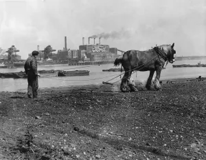 Harrowing the cabbage crop on the shore of the Thames at Manor Farm, Crossness, near Harrowing the cabbage crop on the shore of the Thames at Manor Farm, Crossness, near