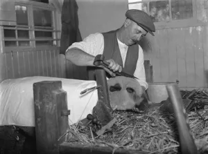 Straw Prints: Harry Wadman trimming a sheep for a show. 1937