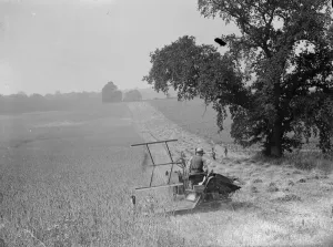 Harvest time - cutting the crop. 1935
