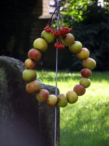 Harvest wreath of red apples strung on wire into a circle and decorated with bunches